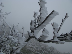 Monte Panormo
